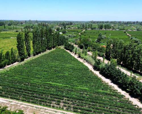 Finca en Venta en Producción Lavalle