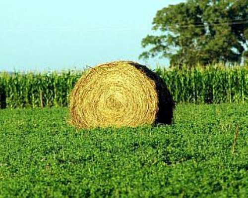 1500 Has Agricolas, Ganadera en Obispo Trejo Cordoba