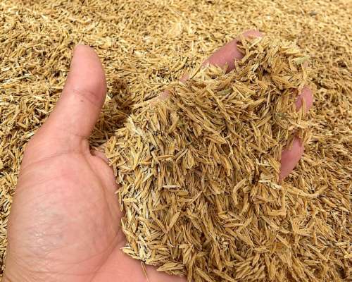 Cáscara de Arroz - Lasna Insumos - MÍN 15 TN