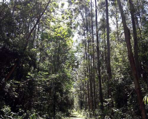 Loreto, San Miguel, Corrientes - 1.072 Ha