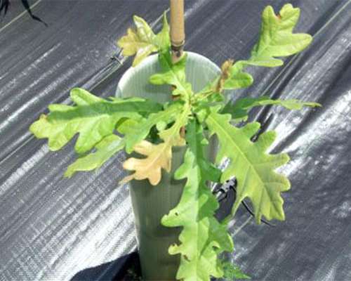 Trufa Negra - Venta de Plantines Micorrizados - Sustratos