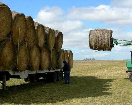 Venta de Rollos de Alfalfa