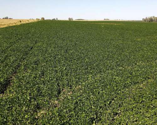 60 Hectáreas Agrícolas Sobre Ruta, Larroque, Entre Rios.