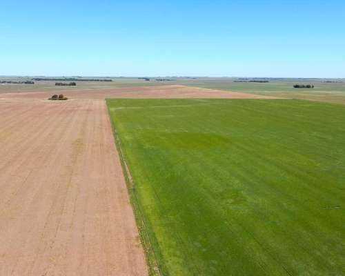 540 Has en Tornquist - BS. AS. - Agrícola - Venta