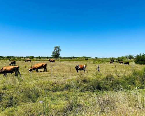 General Rodríguez, Buenos Aires - 79 Ha