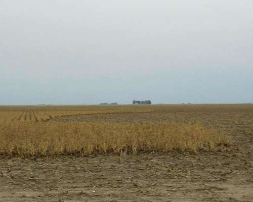 Coronel Dorrego, Buenos Aires - 1.748 Ha