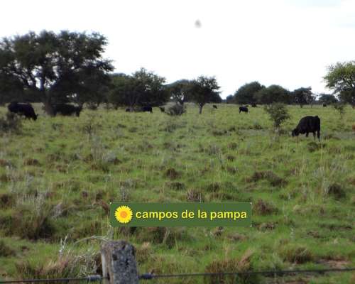 La Pampa - Venta Estancia 10.200 Ha Caldenal y Cultivo