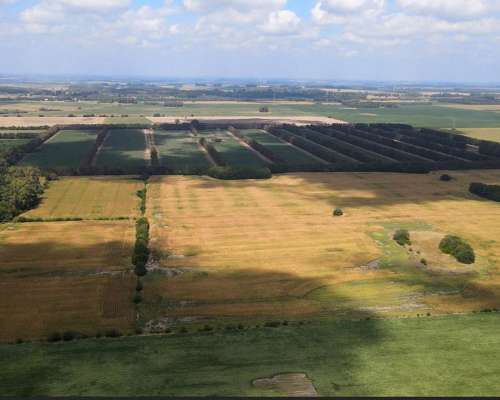 Excelente Campo de 101 Has 100% Agrícola en Alsina. BS AS.