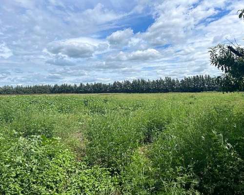 Campo de 12,5 Has 100 % Agrícolas de Excelente Calidad