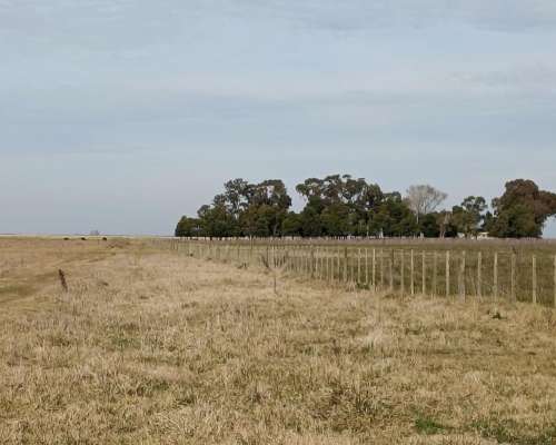 1000 HA, Ganadero, Dolores