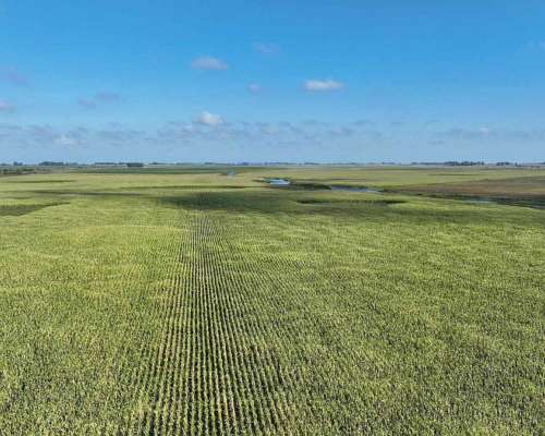 Pcia. de Buenos Aires - Roque Perez 243 Ha