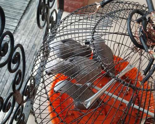 Loros Grises Africanos Bien Entrenados y Huevos en Venta.