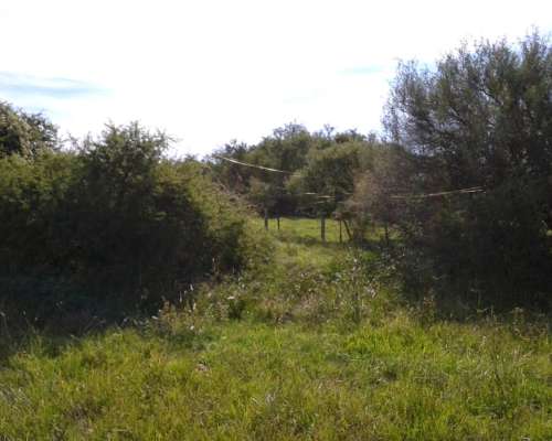 Arriendo 135 Has de Monte Natural Sobre Asfalto