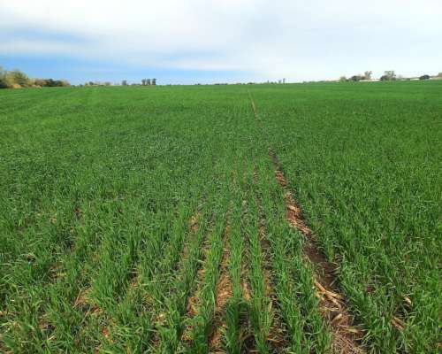 48 Hectareas Campo Agricola