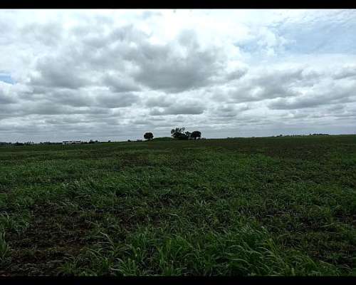 Alquilo Campo 30 Has Agrícolas