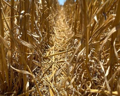 Campo Agrícola 46 Ha 100% Laborable Erezcano-conesa (BS AS)