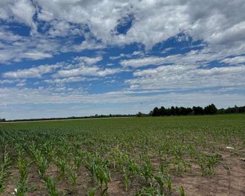 Campo de 65 Hectáreas Agrícolas