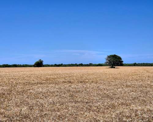Er0345 4000 HA. Mixto Felciano Entre Rios