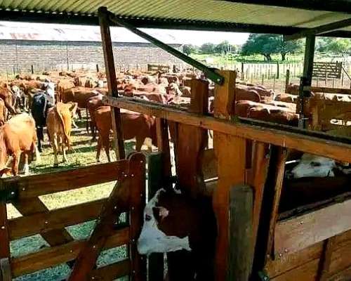 Campo Ganadero Dean Funes