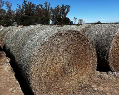 Rollos de Alfalfa Cutteados