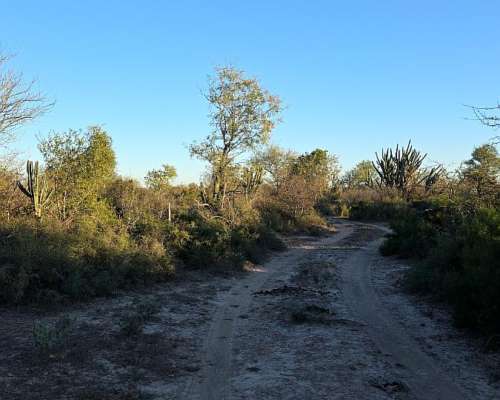 Vendo Campo en Lugones S/ Ruta 34 SGO del Estero 947 Has