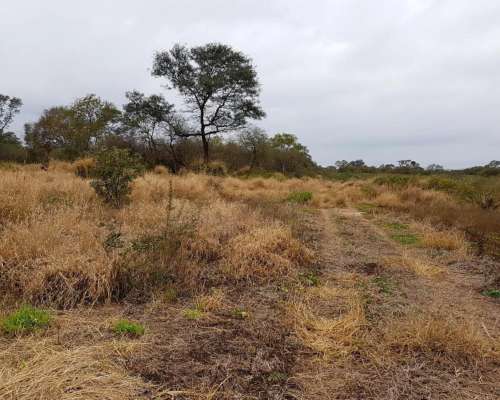 Nueva Esperanza, Pellegrini, Santiago del Estero - 700 Ha