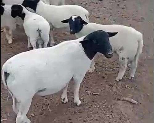 Vendo Carneros Dorper PXC para Servicio y al Destete