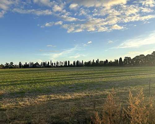 Campo de 20 Has Agrícolas en San Pedro, Asfalto y Luz.