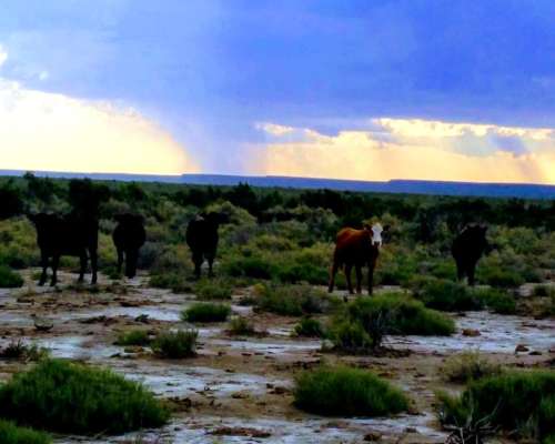 Campo Gandero 30.000 Hectareas,algarrobo del Aguila la Pampa