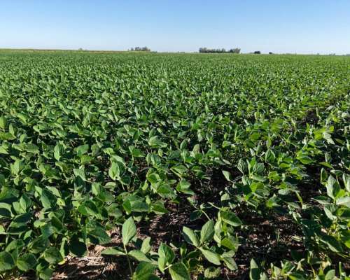 38 Has en Venado Tuerto. Suelo Clase 1 - IP: 87%.