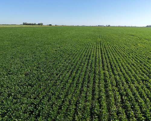 49 Ha Centeno (santa FE) - Agrícola.