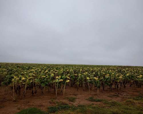 Vende Campo - 1100 Ha - Zona Travesía