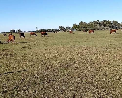 Venta 13 Has Coronel Pringles