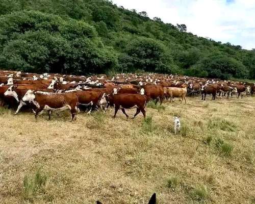 Campo Ganadero Dean Funes