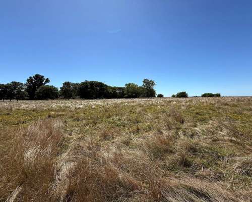 Campo en Venta 2500 HA. Ganadero. General Madariaga Retasado
