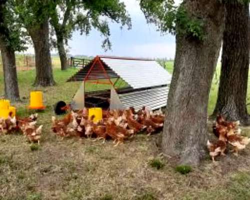 Gallinero Móvil Ibarrola para 75 - 175- 350 - 500 - 650 - 85