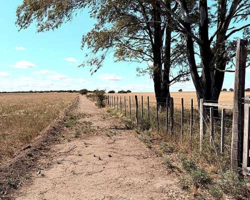 212 Ha Algarrobo Sobre Ruta 22