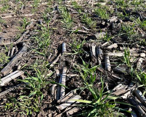 Tandil, Buenos Aires - 850 Ha