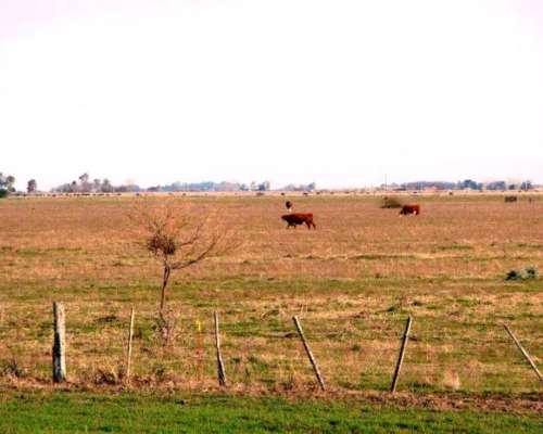 Ba3064 Venta Mixto 550 Has Chascomus Buenos Aires