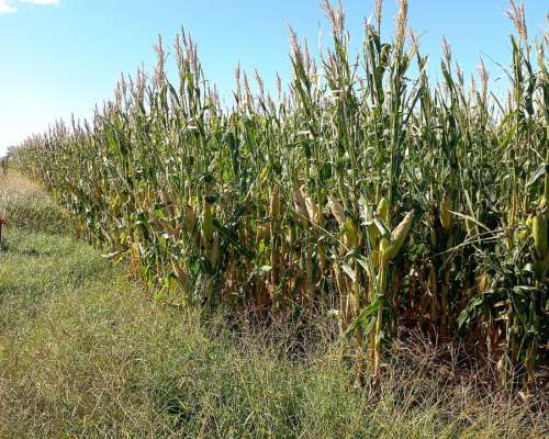 400 Hectareas en B. Larroude, la Pampa