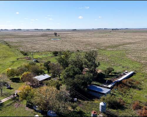 Vieytes (BS As): 200 Ha en Alquiler