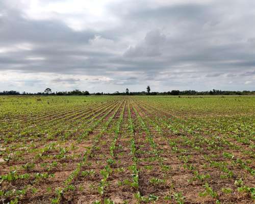 330 Hectáreas, las Varas, Salta
