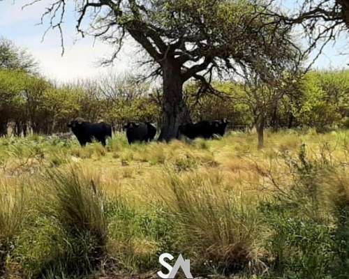 Vende: Espectacular Coto de Caza en la Pampa