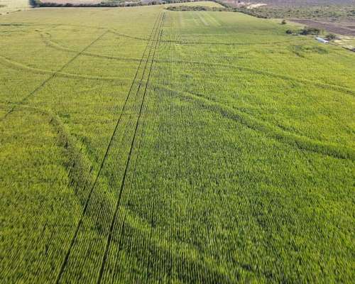 80 Hectáreas Agrícolas Rosario del Tala
