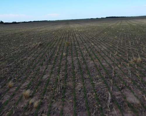 San Luis Naschel 190 Has Agricolas