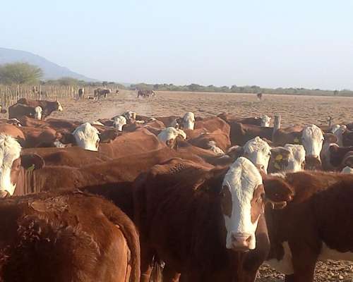 Ferlot Campo Agricola Ganadero en Catamarca Vendo
