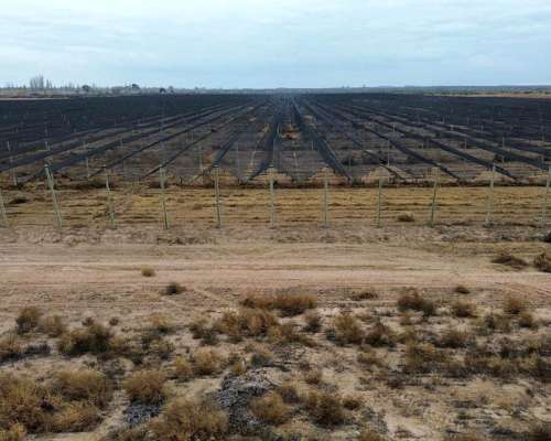 74 Has Carril Chimbas Pozo Nuevo, Goteo y Tela Antigranizo