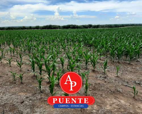 En Venta 750 HA. Chamaicó, la Pampa