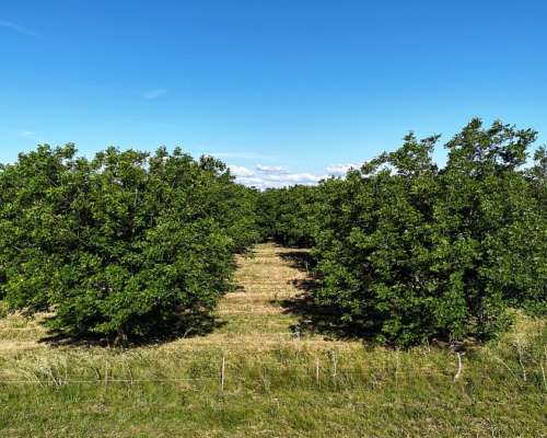 Campo con Nogales de Nueces Pecan