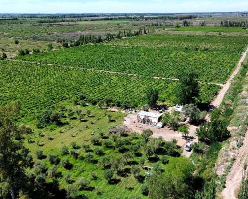 Finca en Venta 47.5 Ha Jocolí, Mendoza